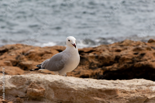 A close-up of an Audouin's gull staring at the camera, next to the sea.