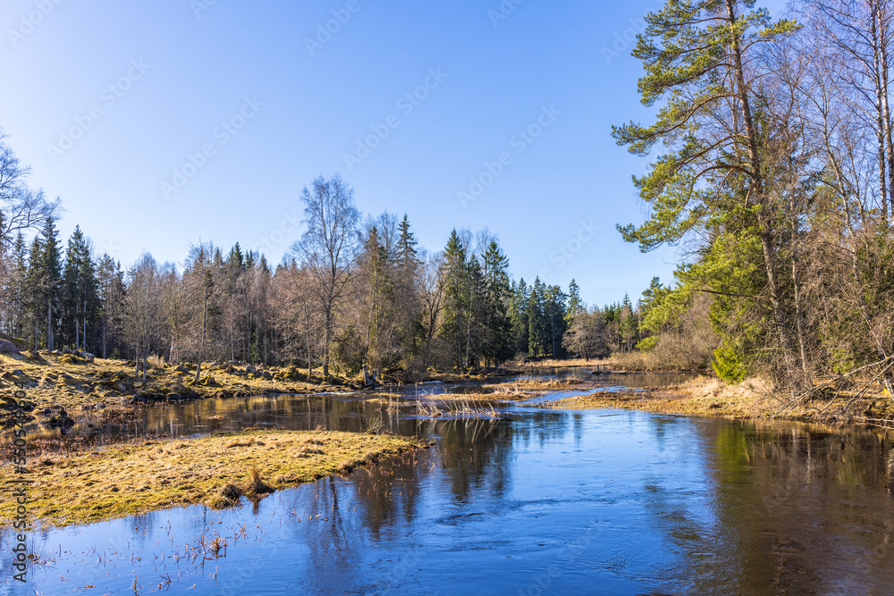 Spring by a river in a forest