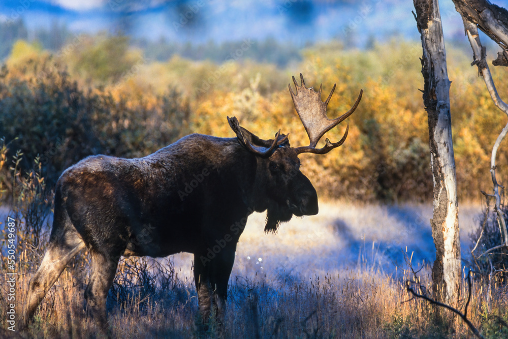 Moose bull in a frosted autumn landscape Moose bull in a frosted autumn landscape