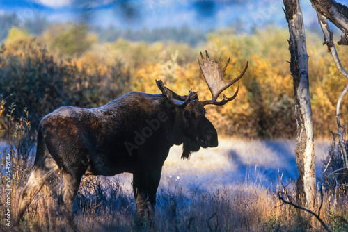 Fototapeta Naklejka Na Ścianę i Meble -  Moose bull in a frosted autumn landscape