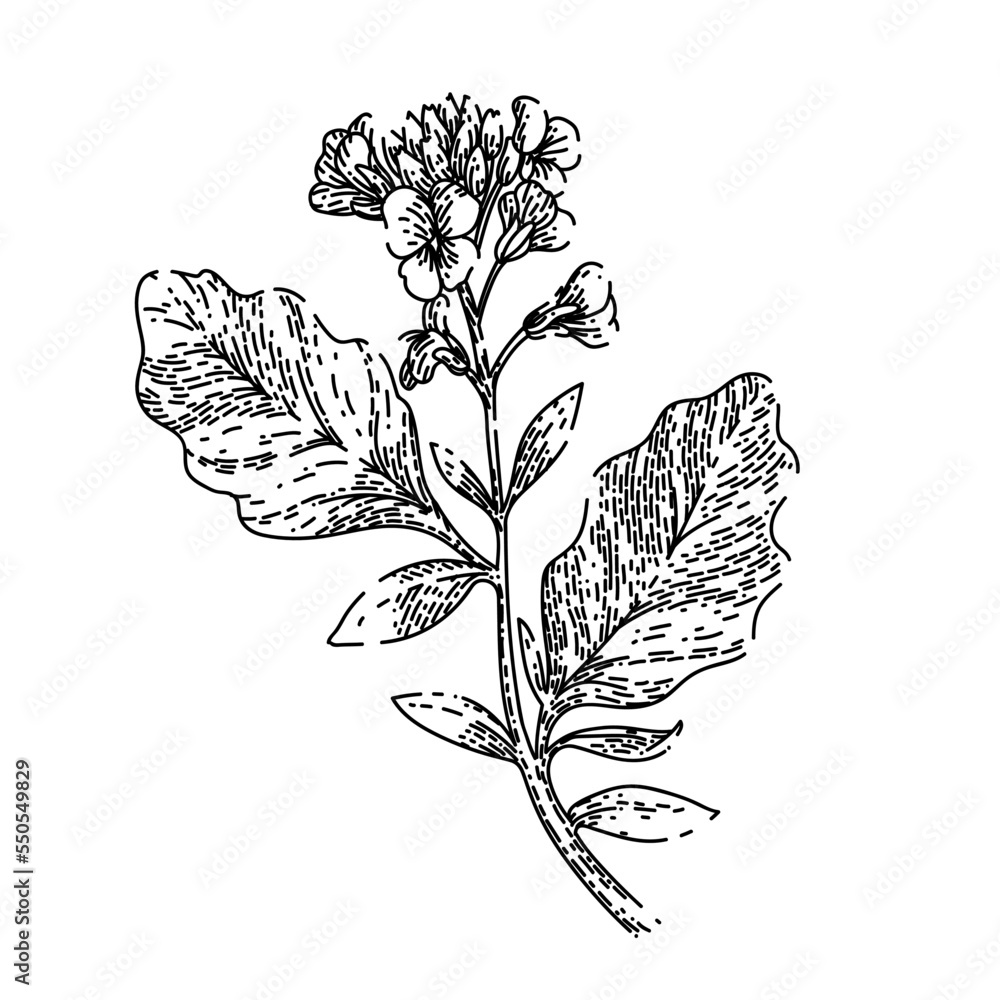 mustard plant hand drawn vector. flower yellow, nature field, seed blossom, rapeseed leaf, spring green, crop mustard plant sketch. isolated black illustration mustard plant hand drawn vector. flower yellow, nature field, seed blossom, rapeseed leaf, spring green, crop mustard plant sketch. isolated black illustration