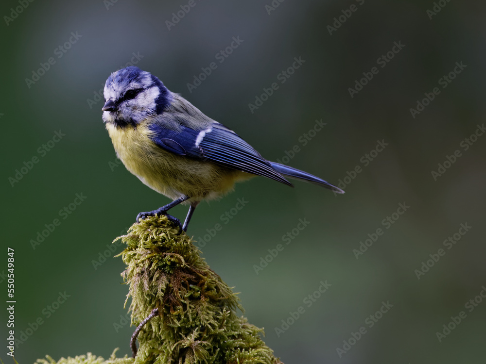 Obraz premium la mésange bleue