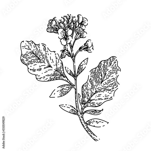 mustard plant hand drawn vector. flower yellow, nature field, seed blossom, rapeseed leaf, spring green, crop mustard plant sketch. isolated black illustration