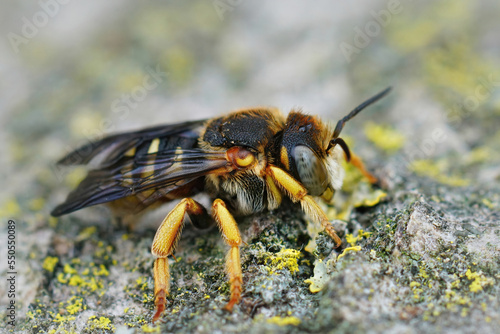 Closeup on a Mediterranean female of the Grohmann's Yellow-Resin Bee, Icteranthidium grohmanni