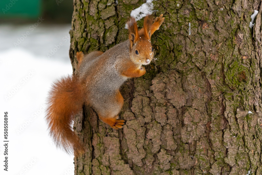 Squirrel on tree trunk in winter park Squirrel on tree trunk in winter park