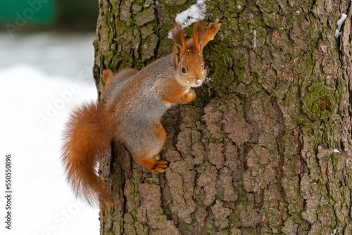 Squirrel on tree trunk in winter park © Sviatlana