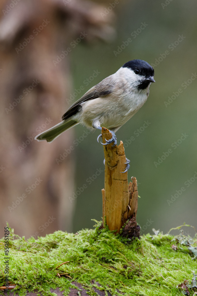 Obraz premium la mésange nonnette