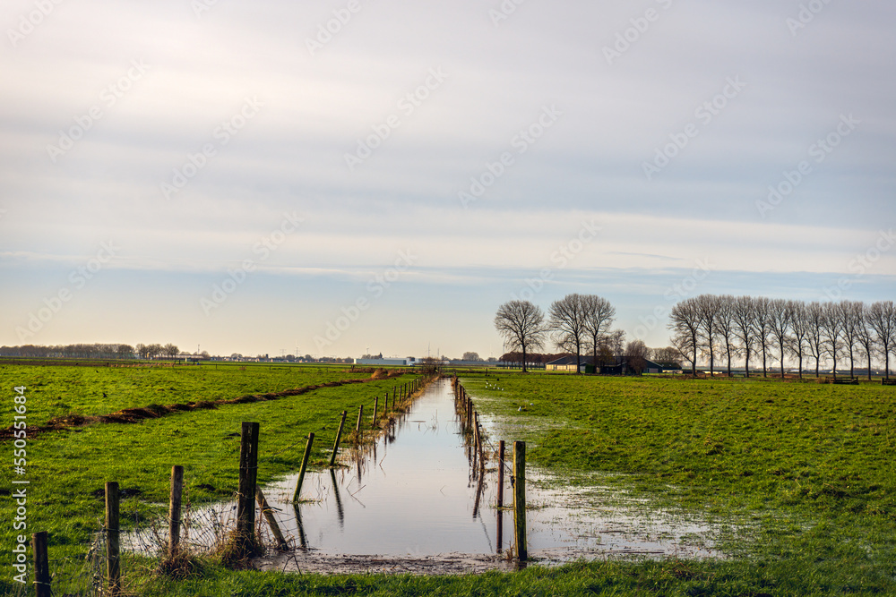 Marshy meadow landscape in a Dutch polder. In the background is a farm and a row of tall bare trees. It is autumn in the Netherlands.