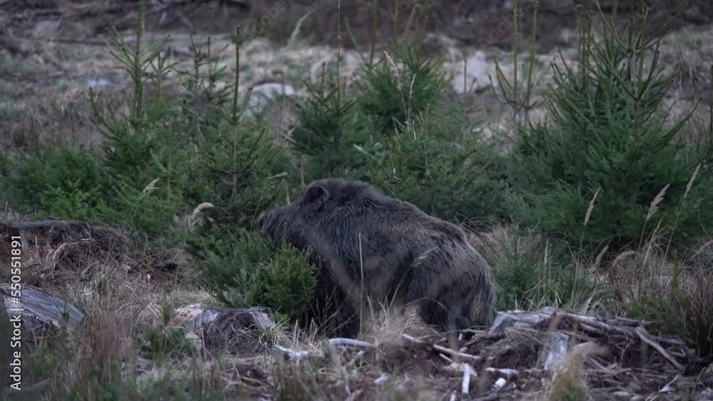 Wild boars in the european forest. Herd of wild pig are feeding in the wood. Czech nature. Wild swine during the dusk.
Wild boars in the european forest. Herd of wild pig are feeding in the wood. Czech nature. Wild swine during the dusk.