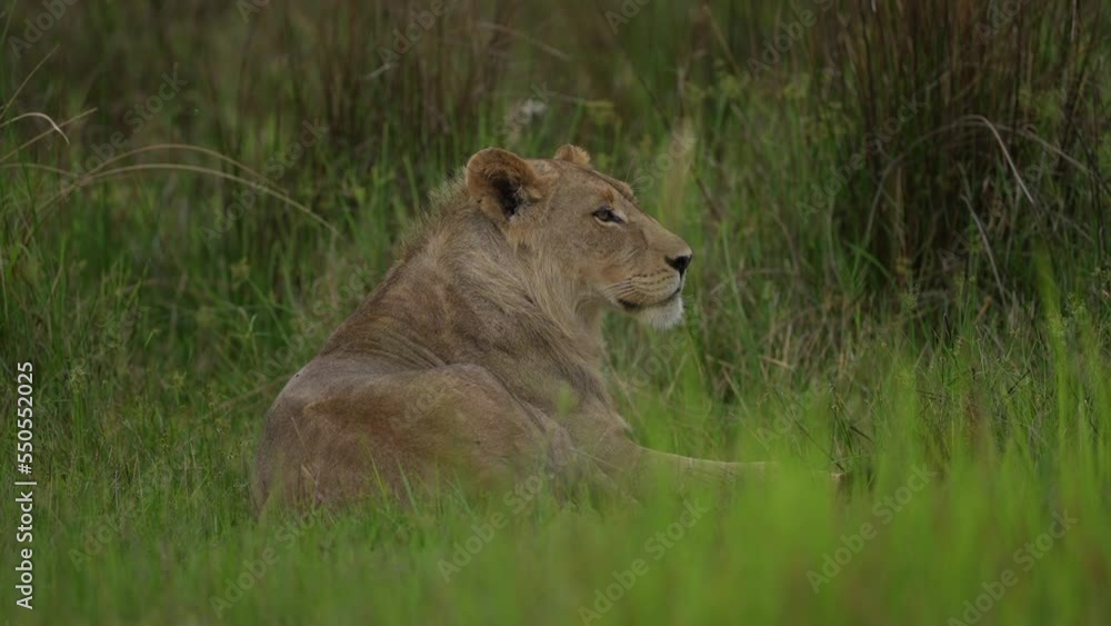 Lion cubs with mother playing. Small lions in family, Khwai river in Moremi, Botswana. Animals in Africa, wildlife nature. Mammal behaviour in the green grass, wet season in Africa. Lions in habitat. Lion cubs with mother playing. Small lions in family, Khwai river in Moremi, Botswana. Animals in Africa, wildlife nature. Mammal behaviour in the green grass, wet season in Africa. Lions in habitat.