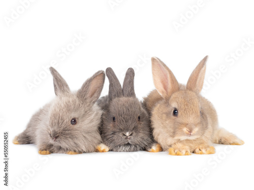 Group of three brown and gray baby rabbits sitting on white background.
