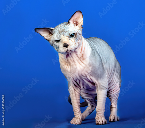 A grey sphinx cat walking on blue background.