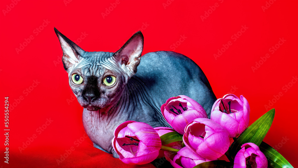 A grey sphinx cat walking on red background.