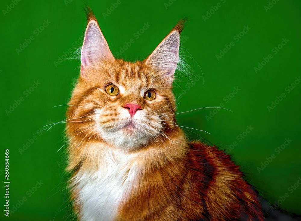Pretty maine coon cat sitting on green background
