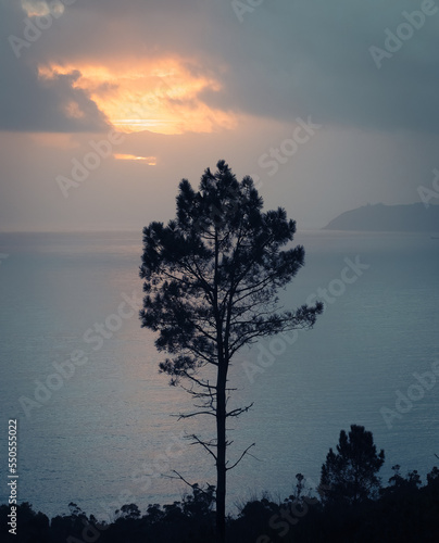 Silhouette of a pine tree in a winter sunset over the Atlantic Ocean near Cape Finisterre  Galicia  Spain. Sunbeams breaking through the storm clouds