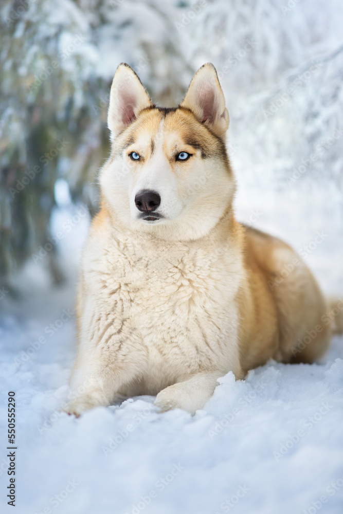 siberian husky dog siberian husky dog