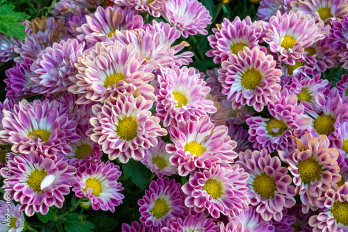 Pink purple white chrysanthemum. Yellow centers and white tips on their petals. Chrysanthemum exhibition at Shilin Official Residence  Taipei  Taiwan. 2022