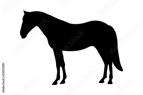 Horse animal silhouette shadow shape isolated on white background. Black simple emblem.