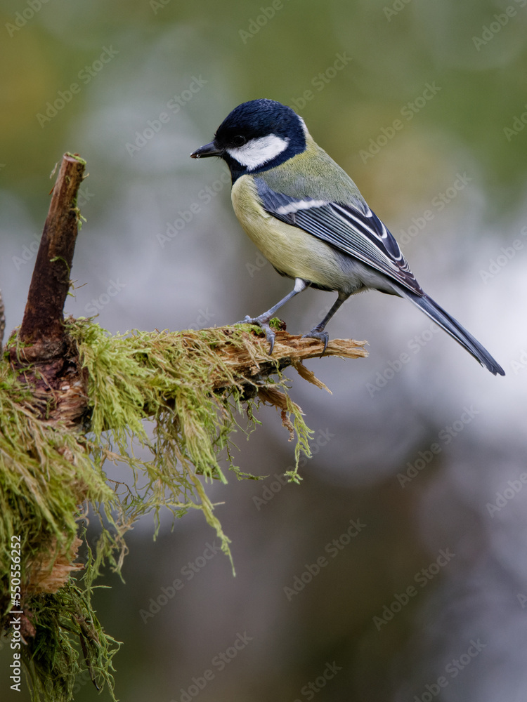 Obraz premium La mésange charbonnière