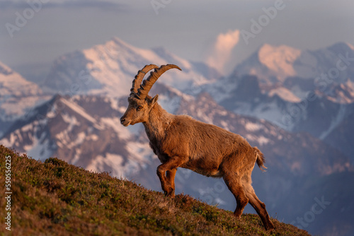 Photography Alpine ibex in the Switzerland Alps