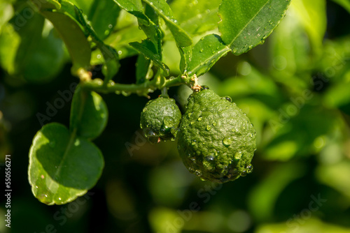 Bergamots are fresh, bergamots with leaves, Water drops on Bergamots, Vegetable and Herb or odoriferous, bergamot Thai fruits are fragrant and sour. photo