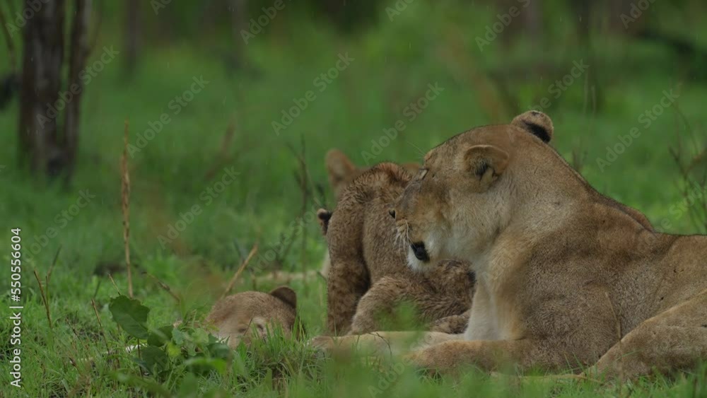 Lion cubs with mother playing. Small lions in family, Khwai river in Moremi, Botswana. Animals in Africa, wildlife nature. Mammal behaviour in the green grass, wet season in Africa. Lions in habitat. Lion cubs with mother playing. Small lions in family, Khwai river in Moremi, Botswana. Animals in Africa, wildlife nature. Mammal behaviour in the green grass, wet season in Africa. Lions in habitat.