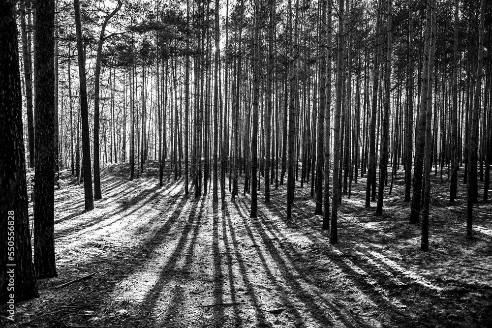 Naklejka premium Wald