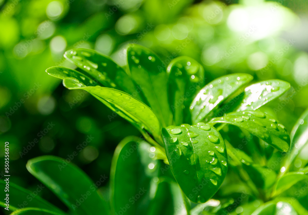 Rains drop on the green leaves, Rainy Season concept Rains drop on the green leaves, Rainy Season concept
