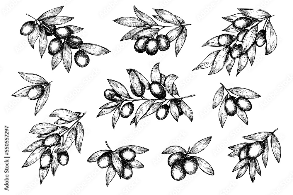 Vecteur Stock Vector sketch of olive branch. Hand drawn outline clipart ...