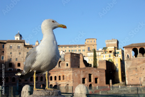 A close-up of an standing seagull looking to the right. Trajan's Market on the back. photo