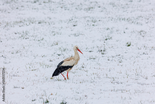 A white stork surprised by winter looks for food in the snow in the Schmuttertal biotope near Augsburg