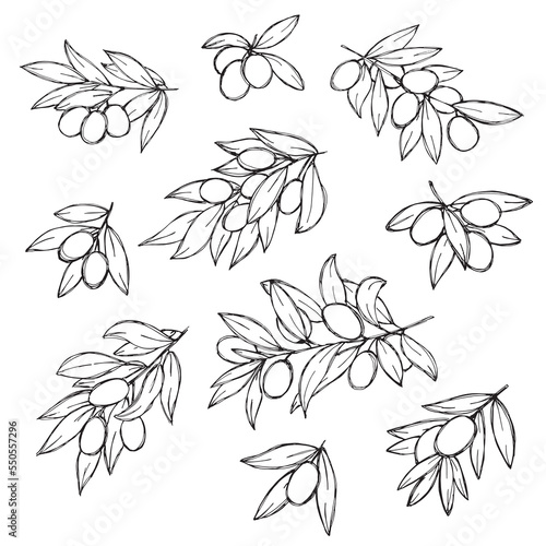 Vector sketch of olive branch. Hand drawn outline clipart set. Eco food illustration