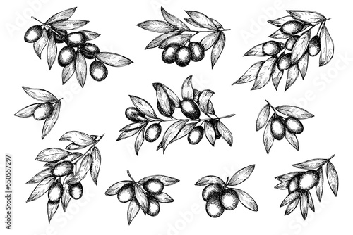 Vector sketch of olive branch. Hand drawn outline clipart set. Eco food illustration