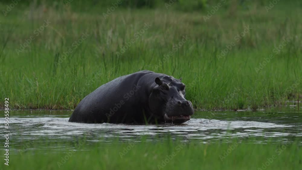Hippos in the Khwai river, Moremi in Botswana. Africa wildlife nature. Mother and yuoung plaing in the water, green grass in the wet season in Africa. Aminal river behaviour in the Africa. Hippos in the Khwai river, Moremi in Botswana. Africa wildlife nature. Mother and yuoung plaing in the water, green grass in the wet season in Africa. Aminal river behaviour in the Africa.