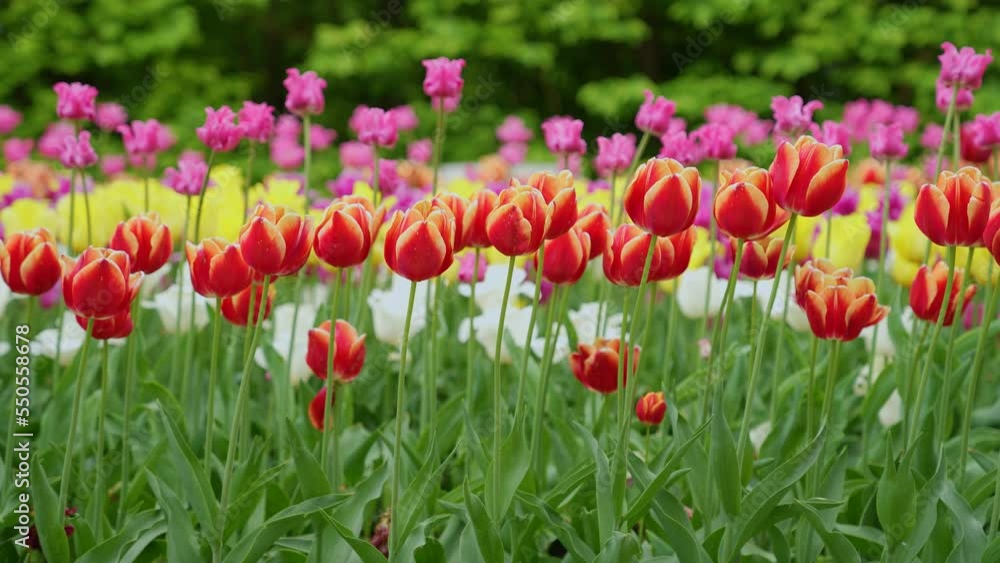 Tulips. Red, yellow and pink tulips. Red, yellow and pink tulips. Plantation of red, yellow and pink tulips. Lots of flowers. Tulips. Red, yellow and pink tulips. Red, yellow and pink tulips. Plantation of red, yellow and pink tulips. Lots of flowers.