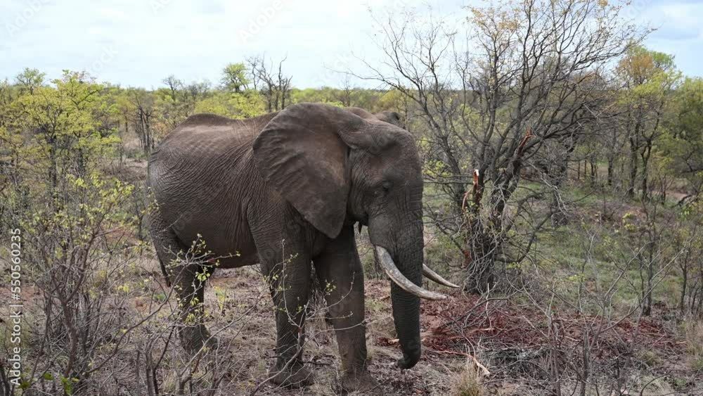wild African elephant at Kruger National Park in South Africa wild African elephant at Kruger National Park in South Africa