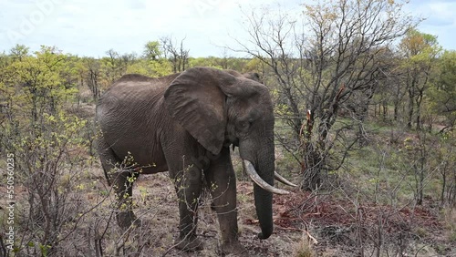 wild African elephant at Kruger National Park in South Africa photo