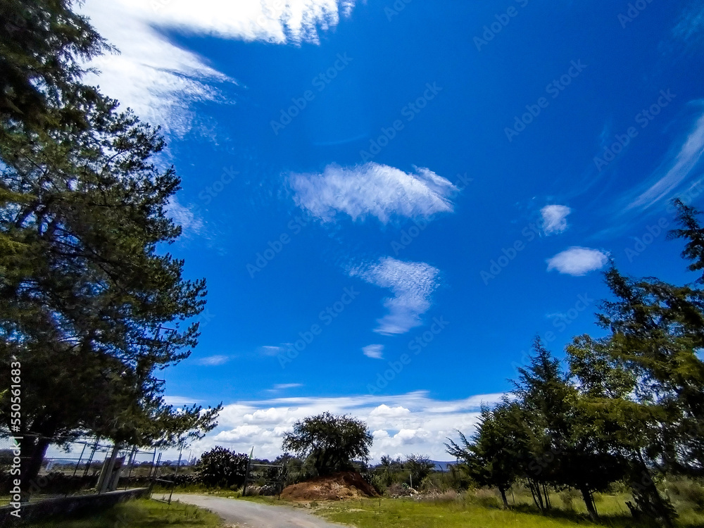 Obraz premium trees and sky