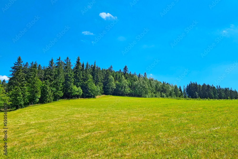 View of the green meadow and forest in the highlands on a sunny summer day.