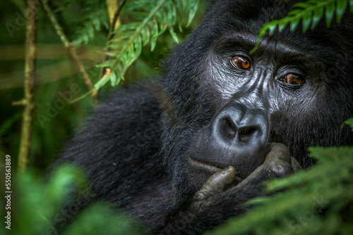 Mountain gorilla (Gorilla beringei beringei). Bwindi Impenetrable Forest. Uganda © Roger de la Harpe