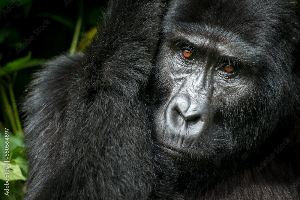 Fototapeta premium Mountain gorilla (Gorilla beringei beringei). Bwindi Impenetrable Forest. Uganda