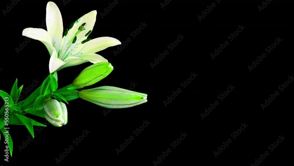 A white lily flower on a black background, known as Lilium parryi, blooms against a black background. There is space for text. Time interval A white lily flower on a black background, known as Lilium parryi, blooms against a black background. There is space for text. Time interval