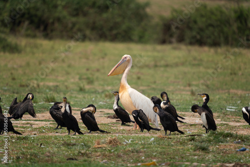 Great white pelican in the Queen Elizabeth NP. Pelecanus onocrotalus on the river bank. Pelican with great cormorants in Uganda. Safari in Uganda.