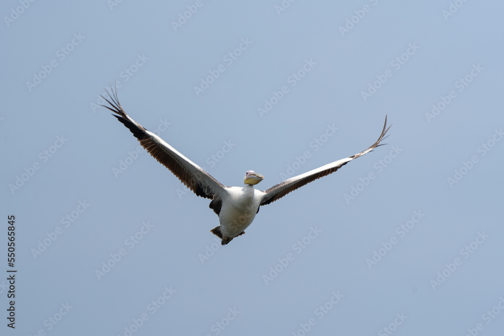 Great white pelican in the Queen Elizabeth NP. Pelecanus onocrotalus flying. Pelican on the sky. Safari in Uganda. Great white pelican in the Queen Elizabeth NP. Pelecanus onocrotalus flying. Pelican on the sky. Safari in Uganda.