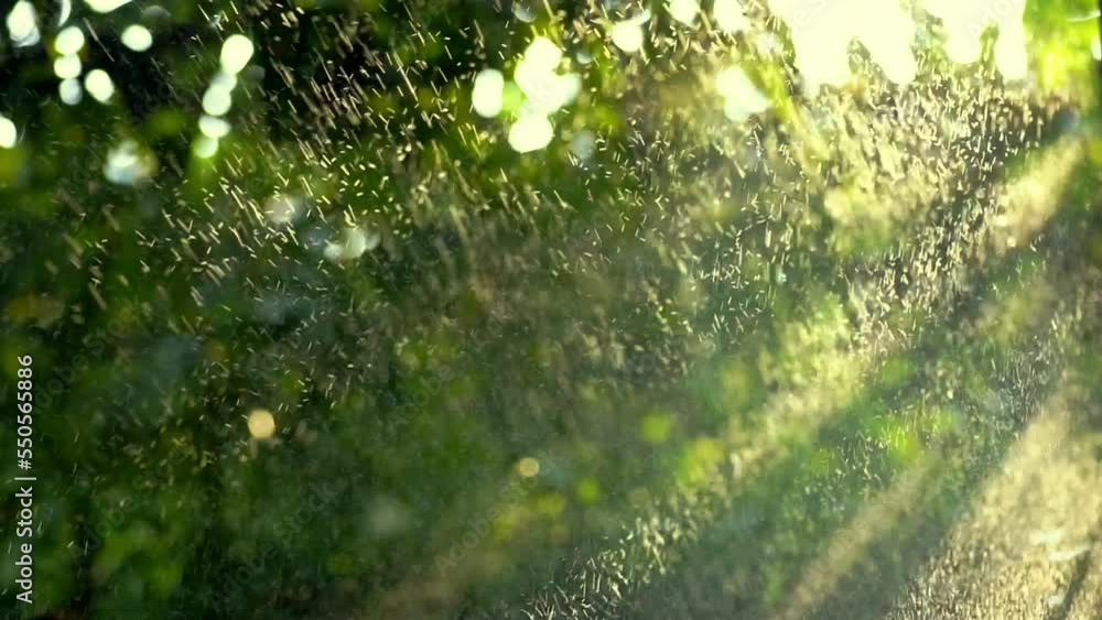 Raindrops are falling on green leaves. Raindrops are falling on green leaves.