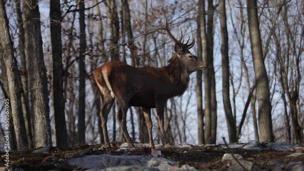 red deer buck looks at you as leaves fly by in windy forest slomo epic. red deer buck looks at you as leaves fly by in windy forest slomo epic.