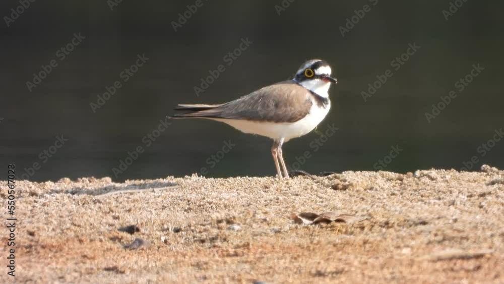 Little ringed plover in lake . Little ringed plover in lake .