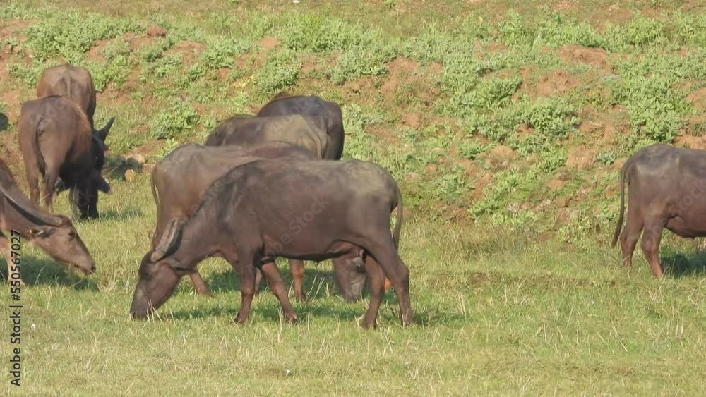 Buffalos eating grass - lake - ground. Buffalos eating grass - lake - ground.