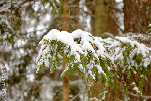 Spruce branch covered with white snow, selective focus
