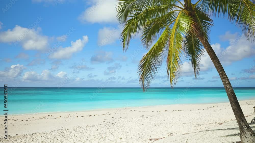 Turquoise waves on the sea beach on a sunny summer day. Landscape of a calm tropical coast with palm trees. Green palm tree on the white sand of the Dominican beach. Travel to tropical paradise.